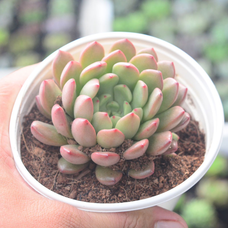 h1-10 Sen đá ruby mang vẻ đẹp kiêu sa