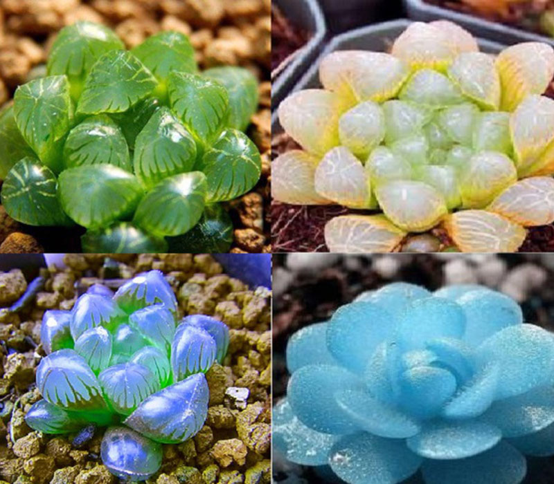 h1-11 Sen đá ngọc đáng yêu