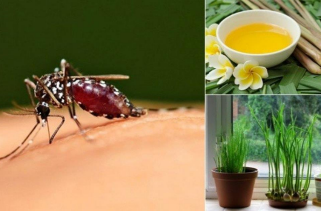 Khám Phá Các Phương Pháp Đuổi Muỗi An Toàn Và Hiệu Quả