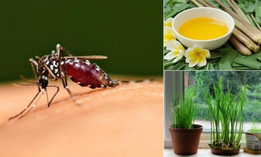 Khám Phá Các Phương Pháp Đuổi Muỗi An Toàn Và Hiệu Quả